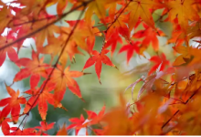 上饶市横峰县妇女儿童活动中心阳光驿站开展“秋日探秘 指尖拾趣”户外主题活动-江西省家庭教育学会