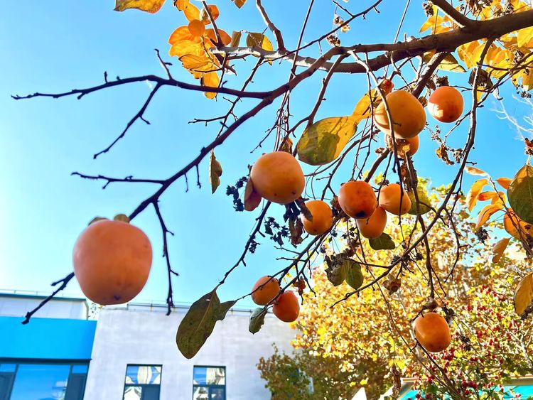 “感恩自然，礼赞丰收”——段莘乡段莘村阳光驿站采摘主题活动-江西省家庭教育学会